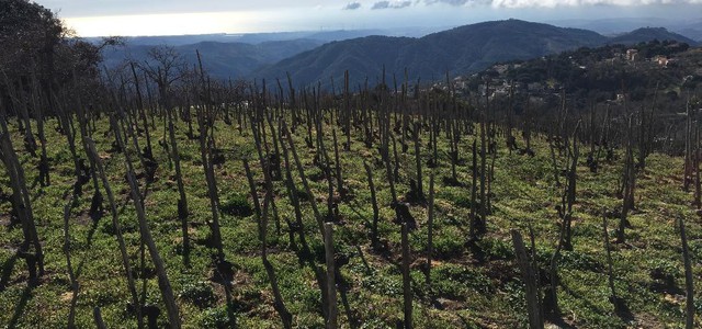 Ripristinato il sentiero del vino a Sant'Elia