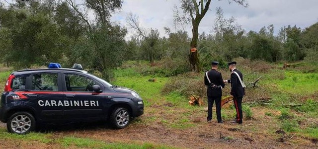 Sorpresi a tagliare alberi di faggio in Aspromonte, due arresti