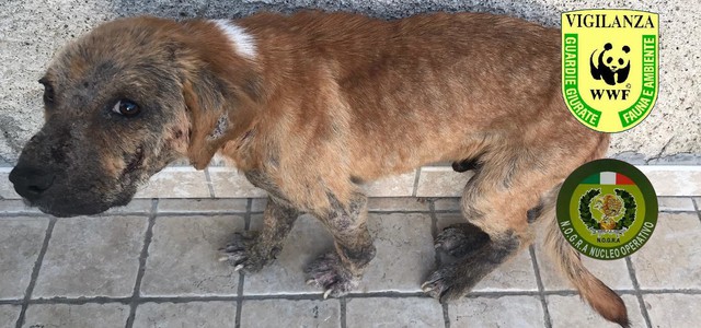 Maltrattamento animale, due meticci salvati da Nogra e WWF di Catanzaro