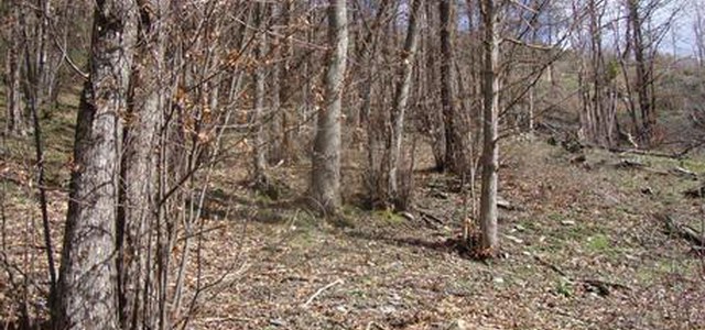 Taglio alberi, denunciato progettista