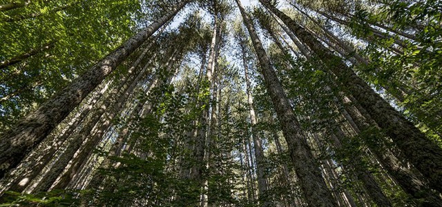 Riapre l'area de "I Giganti della Sila"