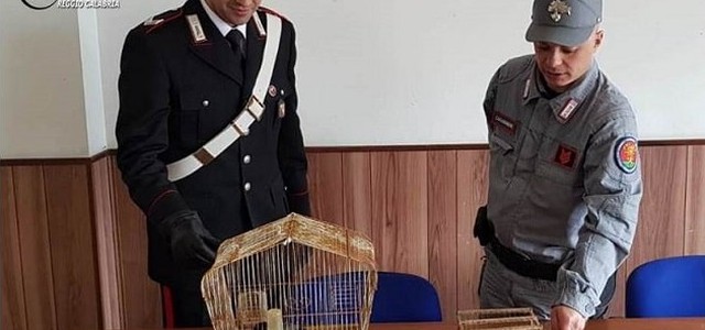 Maltrattamento di animali, denunciato 47enne