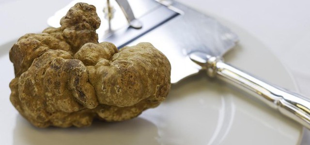 Il tartufo schizza a 6000 euro al chilo, massimo storico