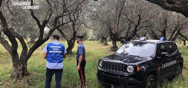 Oltre 5000 kg di olio extra vergine d’oliva senza rintracciabilità, sequestro nel Catanzarese