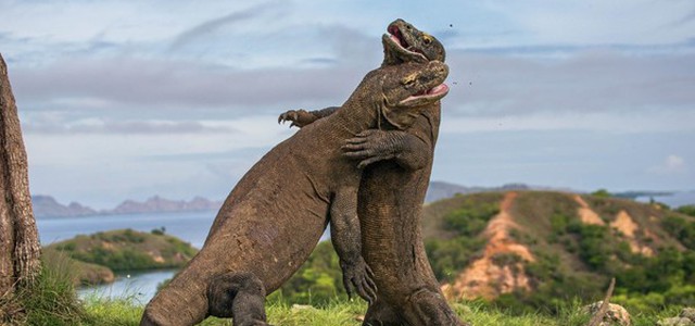 Troppi ammiratori per i dragoni di Komodo: Giacarta vuole dimezzare turismo