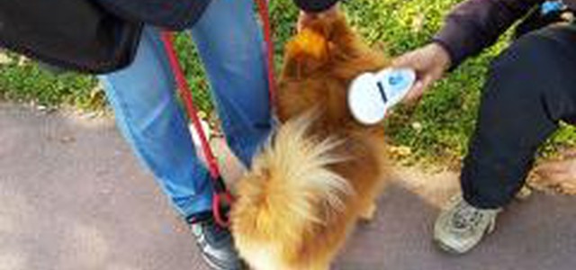 Mancata raccolta delle deiezioni canine: controlli a tappeto del nucleo Decoro Urbano