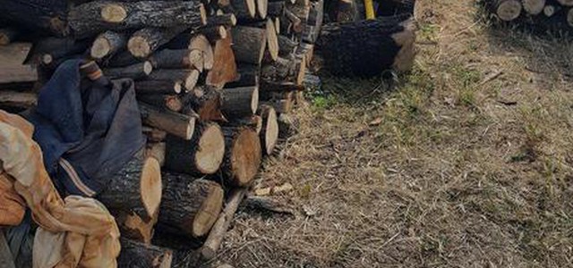 Taglio bosco in area incendio, denuncia