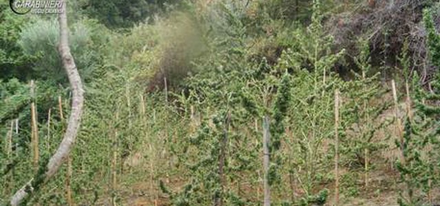 Scoperta da Cc piantagione marijuana