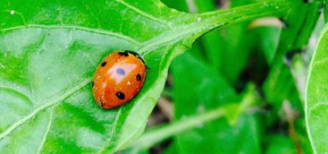 NASCE BIORTILIA: DALL’ORTO AL CONSUMATORE    