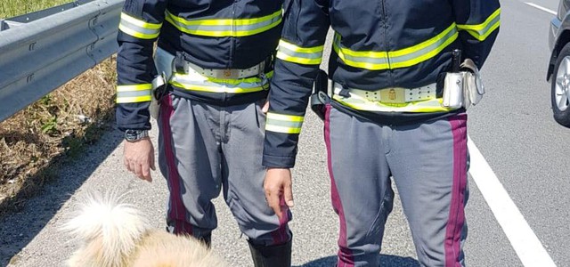 Chow chow abbandonato sulla 106 viene salvato dalla Polstrada  - Basta Vittime "Scongiurato il peggio"