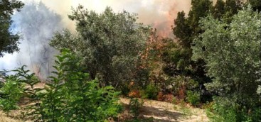 Fiamme distruggono ettari di bosco nel Catanzarese (FOTO)