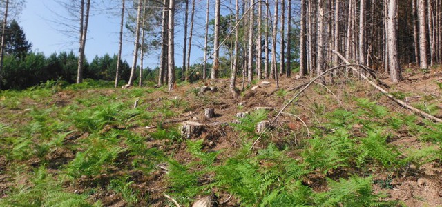 Abbattuti 464 pini in un bosco, due denunce