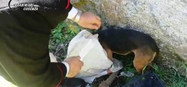 Cucciolo di cane abbandonato in un sacco salvato dai carabinieri