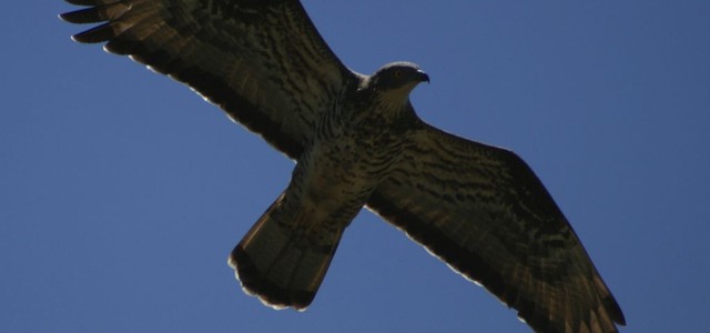 Parco Aspromonte organizza corso su riconoscimento degli uccelli rapaci europei 