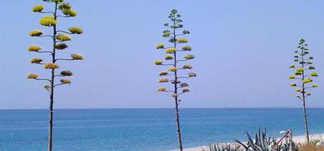 Sette bandiere Blu alle spiagge della Calabria