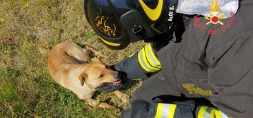 Catanzaro- I Vigili del fuoco soccorrono cucciolo nel quartiere Corvo