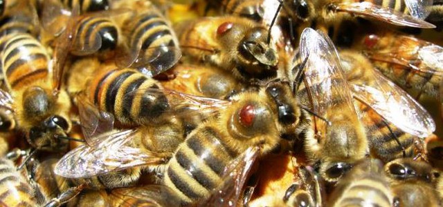 Punto da un'ape, rischia di morire