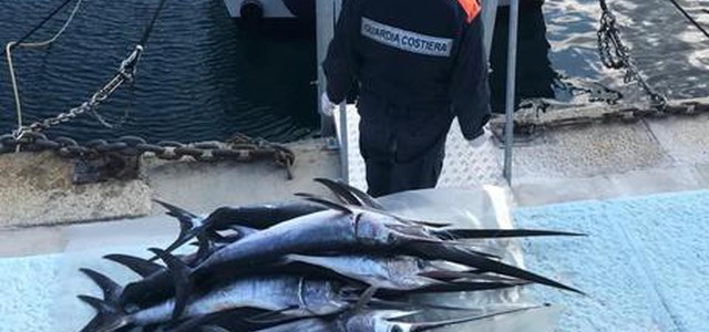 Pesca: sequestrati centinaia piccoli esemplari pesce spada