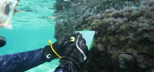 Biodiversità marina, scoperta sensazionale nei mari calabresi
