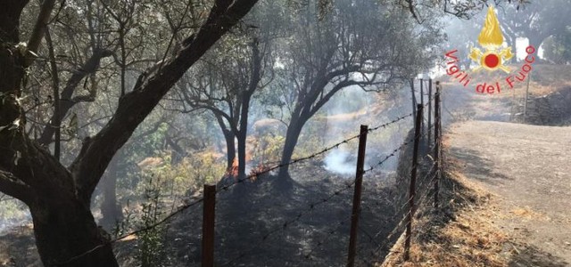 A fuoco macchia mediterranea e piante di ulivo nel Catanzarese