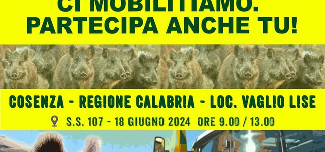 Coldiretti Calabria:basta cinghiali e fauna selvatica incontrollata. E’  mobilitazione anche ad oltranza martedì 18 giugno p.v.