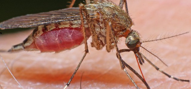 Malaria, Centro Nazionale Sangue impone stop precauzionale di donazioni a Ginosa