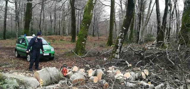 Tagliava legna in area Parco, denunciato 61enne