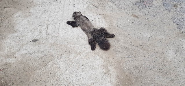 Branco di cani randagi a Lido sempre più aggressivi e pericolosi