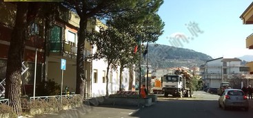 Curinga - Processionaria : si tenta di prevenire i danni.