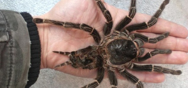 Morto in Australia il ragno più vecchio, aveva 43 anni