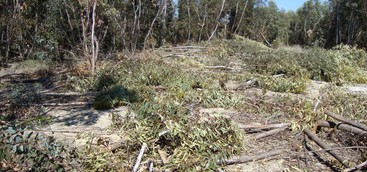 Taglia e tenta di rubare alberi da un rimboschimento, denunciato agricoltore