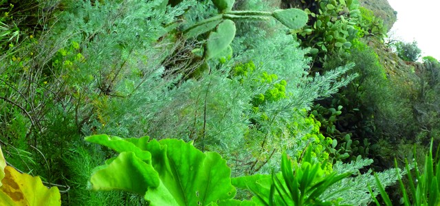 Anche a Catanzaro il prossimo 13 aprile la Giornata Nazionale del Giardino