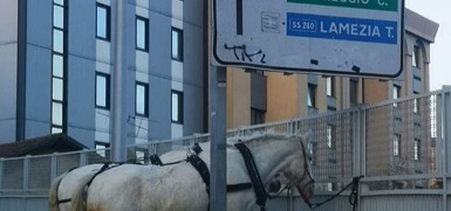 Fotonotizia: Due ospiti alternativi in sosta a Catanzaro