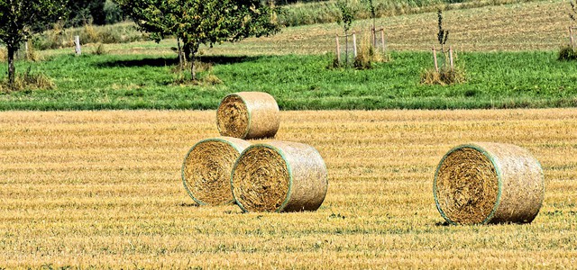 La Calabria che resiste: agricoltori bio e custodi della biodiversità