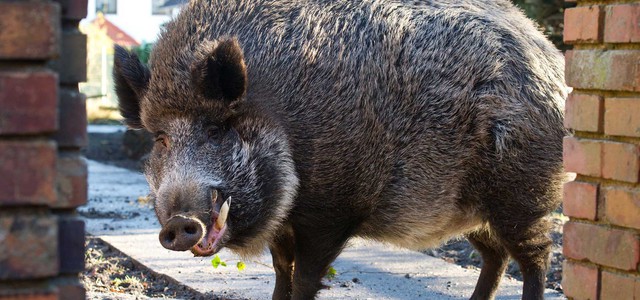 Cinghiali in città - Abramo chiede l'intervento della Regione
