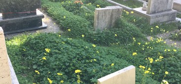 Veraldi: "Cimitero Lido dimenticato"