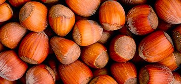 Il GAL Valle del Crati valorizza la Filiera del Nocciolo con il progetto di Agricoltura Informata