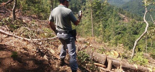 Rubati 14 alberi in un’area boschiva di proprietà del comune di Mesoraca