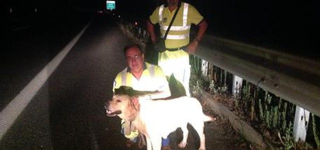 Labrador in difficoltà soccorso su A2