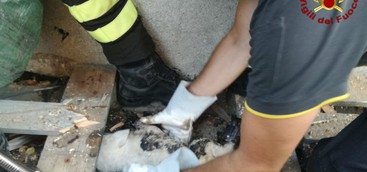 Cagnolino incastrato sotto una catasta di legno, salvato dai vigili del fuoco (FOTO)