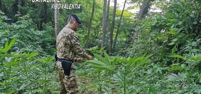 Curavano piantagione droga, 2 arresti