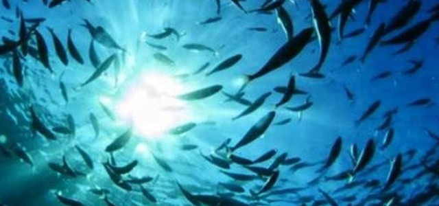 Regione promuove gli stati generali del mare calabrese