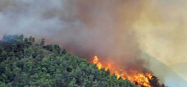 Antincedio boschivo, i dati della campagna 2019 diffusi dall'Azienda Calabria Verde