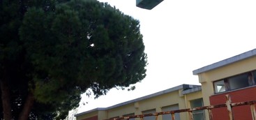 Processionaria, ultimata disinfestazione cortili scuole: ora seconda fase