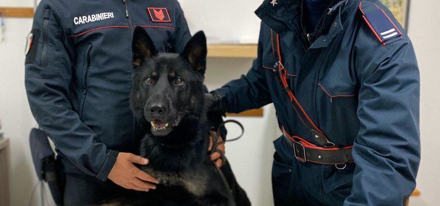 Il cane Enno aiuta a rinvenire 400 gr di droga occultata - arrestato 49enne