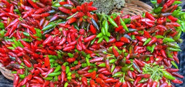 Coldiretti Calabria protagonista al Festival Internazionale del Peperoncino di Diamante