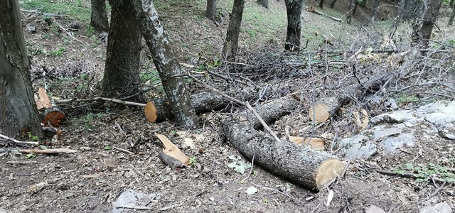 Abbatte abusivamente 10 alberi nel demanio regionale, denunciato