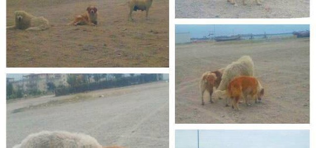 Randagismo, l’Sos di GeneraAzioni