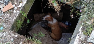 L'intervento dei Vigili salva un cucciolo caduto in un pozzo