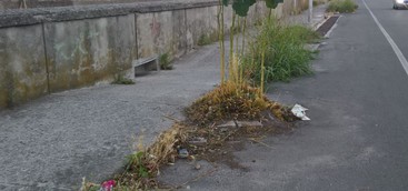 A Voce Alta: "Viale dei Conti Falluc, il diserbo a quando?"
